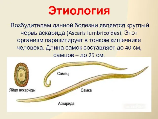 Этиология Возбудителем данной болезни является круглый червь аскарида (Ascaris lumbricoides).