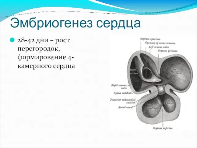 Эмбриогенез сердца 28-42 дни – рост перегородок, формирование 4-камерного сердца