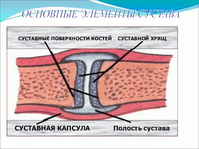 СУСТАВНЫЕ ПОВЕРХНОСТИ КОСТЕЙ СУСТАВНОЙ ХРЯЩ СУСТАВНАЯ КАПСУЛА Полость сустава ОСНОВНЫЕ ЭЛЕМЕНТЫ СУСТАВА