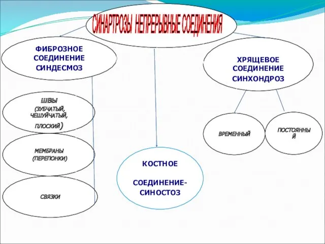 СИНАРТРОЗЫ НЕПРЕРЫВНЫЕ СОЕДИНЕНИЯ ФИБРОЗНОЕ СОЕДИНЕНИЕ СИНДЕСМОЗ МЕМБРАНЫ (ПЕРЕПОНКИ) швы (ЗУБЧАТЫЙ,