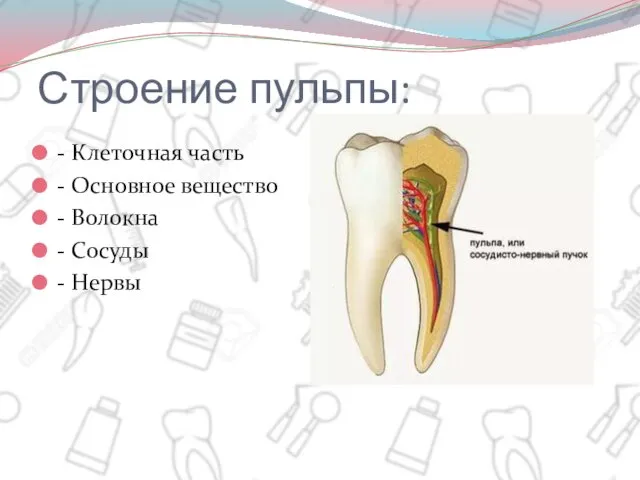 Строение пульпы: - Клеточная часть - Основное вещество - Волокна - Сосуды - Нервы