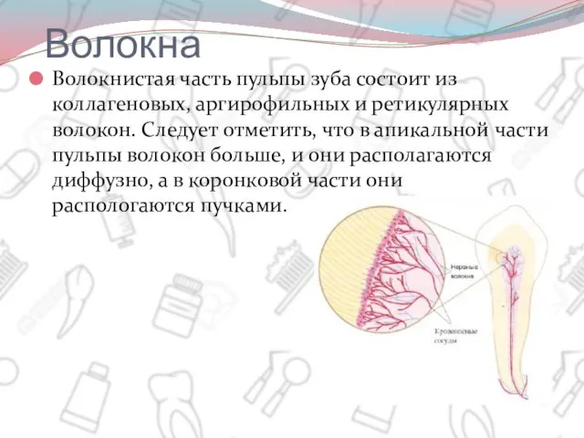 Волокна Волокнистая часть пульпы зуба состоит из коллагеновых, аргирофильных и