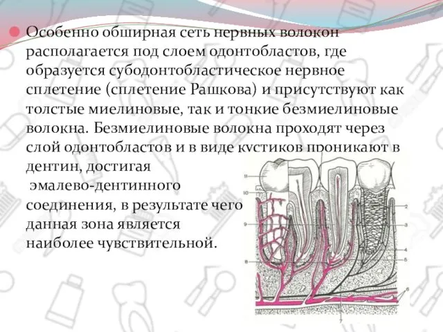 Особенно обширная сеть нервных волокон располагается под слоем одонтобластов, где