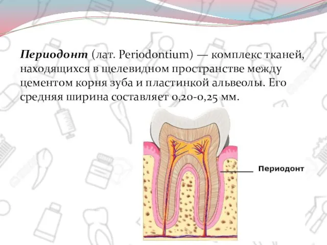 Периодонт (лат. Periodontium) — комплекс тканей, находящихся в щелевидном пространстве