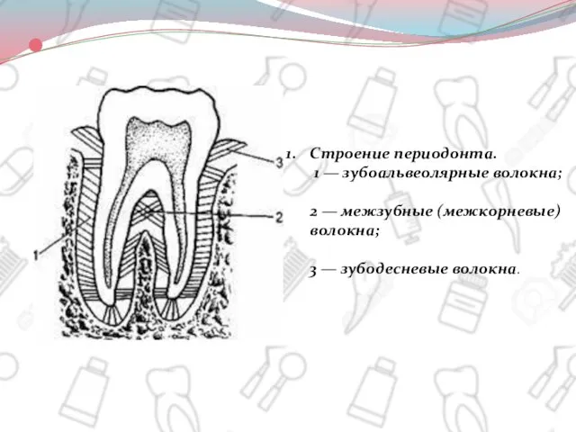 Строение периодонта. 1 — зубоальвеолярные волокна; 2 — межзубные (межкорневые) волокна; 3 — зубодесневые волокна.