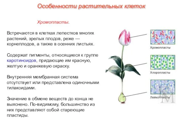 Хромопласты. Встречаются в клетках лепестков многих растений, зрелых плодов, реже