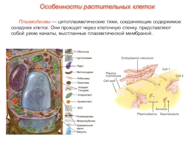 Плазмодесмы — цитоплазматические тяжи, соединяющие содержимое соседних клеток. Они проходят