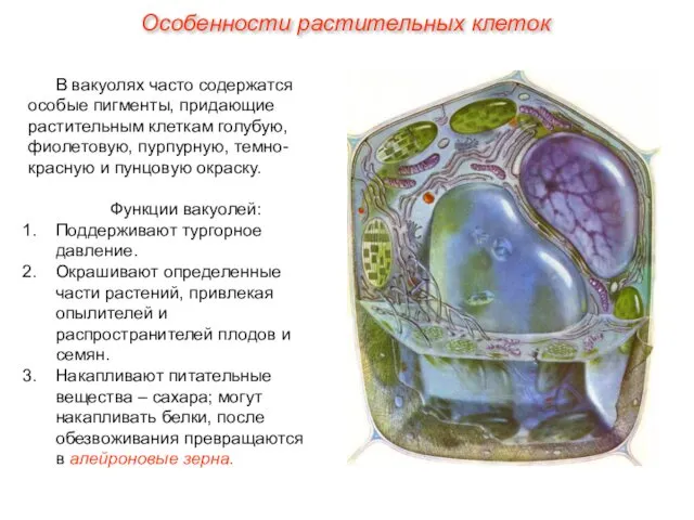 В вакуолях часто содержатся особые пигменты, придающие растительным клеткам голубую,