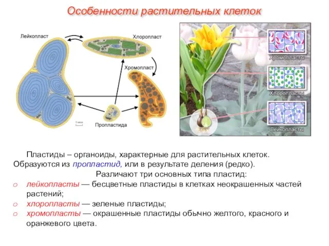 Пластиды – органоиды, характерные для растительных клеток. Образуются из пропластид,