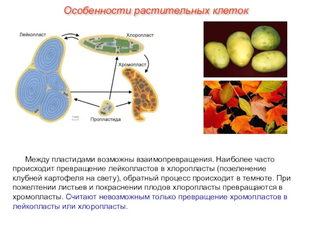 Между пластидами возможны взаимопревращения. Наиболее часто происходит превращение лейкопластов в