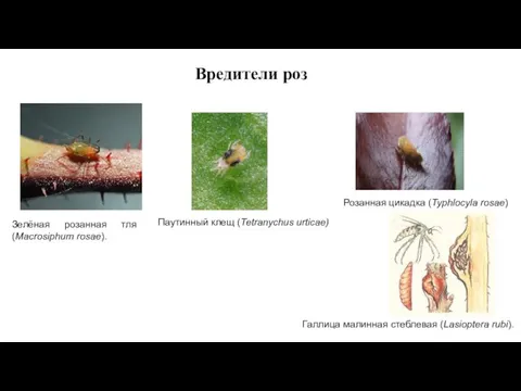 Зелёная розанная тля (Macrosiphum rosae). Паутинный клещ (Tetranychus urticae) Розанная