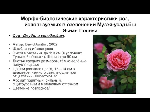 Морфо-биологические характеристики роз, используемых в озеленении Музея-усадьбы Ясная Поляна Сорт