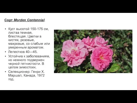 Сорт Мorden Centennial. Куст высотой 150-175 см, листва темная, блестящая.