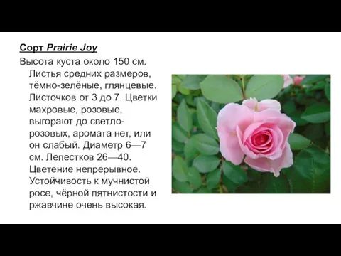 Сорт Prairie Joy Высота куста около 150 см. Листья средних