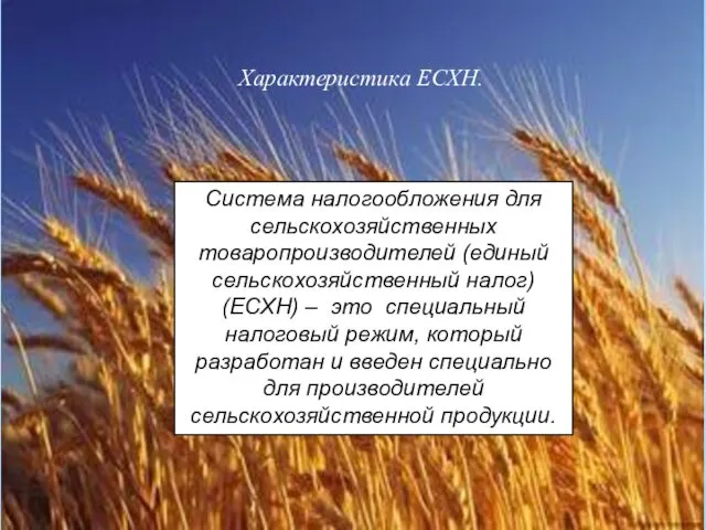 Характеристика ЕСХН. Система налогообложения для сельскохозяйственных товаропроизводителей (единый сельскохозяйственный налог)