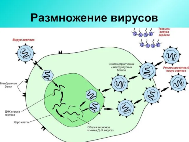 Размножение вирусов