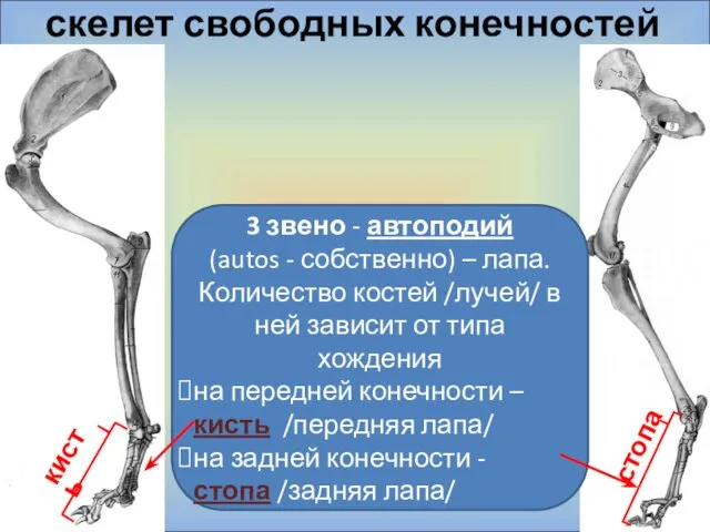 скелет свободных конечностей стопа кисть 3 звено - автоподий (autos