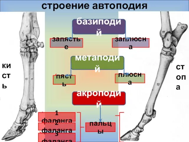 строение автоподия базиподий запястье заплюсна метаподий пясть плюсна акроподий 1