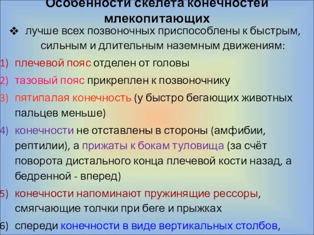 Особенности скелета конечностей млекопитающих лучше всех позвоночных приспособлены к быстрым,