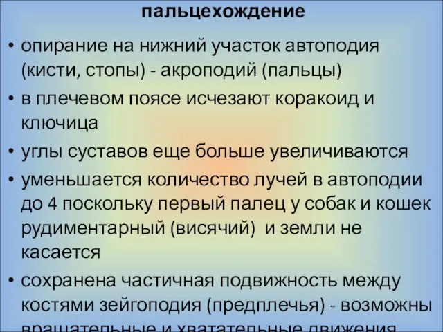 пальцехождение опирание на нижний участок автоподия (кисти, стопы) - акроподий