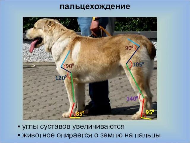 пальцехождение углы суставов увеличиваются животное опирается о землю на пальцы