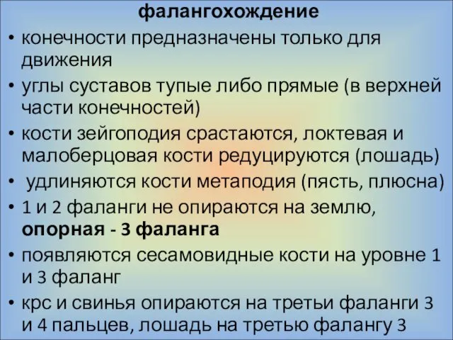 фалангохождение конечности предназначены только для движения углы суставов тупые либо