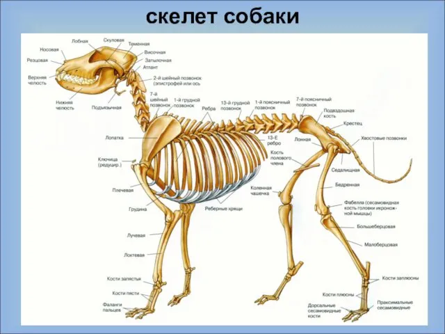 скелет собаки