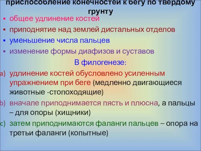 приспособление конечностей к бегу по твердому грунту общее удлинение костей