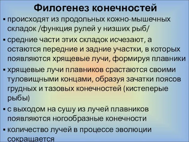 Филогенез конечностей происходят из продольных кожно-мышечных складок /функция рулей у