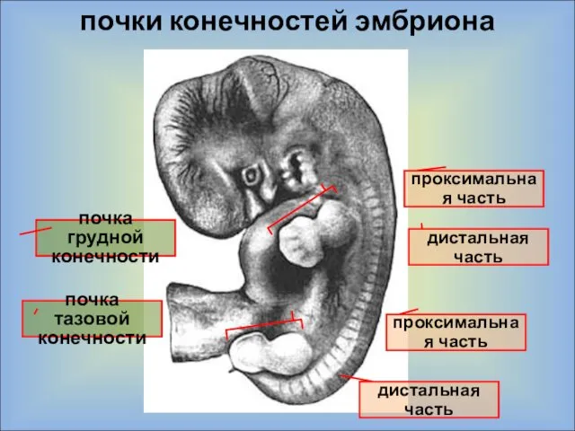 почки конечностей эмбриона почка грудной конечности почка тазовой конечности проксимальная