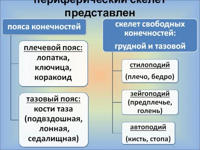 периферический скелет представлен