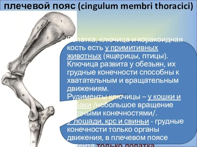 плечевой пояс (cingulum membri thoracici) Лопатка, ключица и коракоидная кость