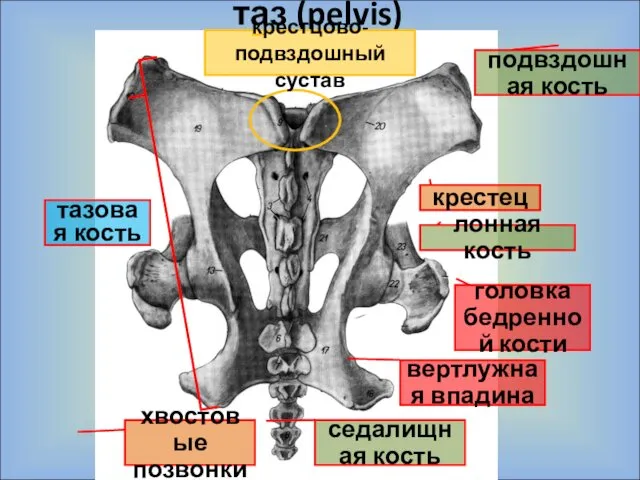 таз (pelvis) подвздошная кость лонная кость седалищная кость крестец головка