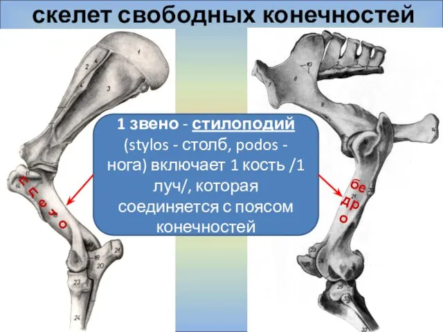 скелет свободных конечностей бедро плечо 1 звено - стилоподий (stylos