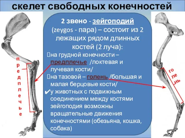 скелет свободных конечностей голень предплечье 2 звено - зейгоподий (zeygos