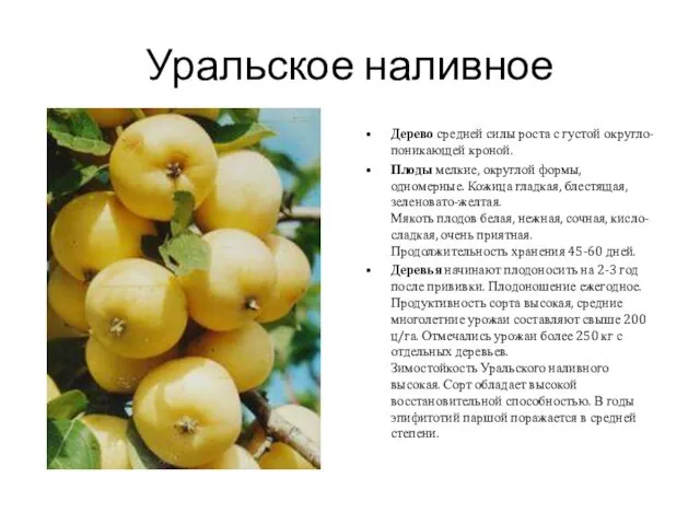 Уральское наливное Дерево средней силы роста с густой округло-поникающей кроной.