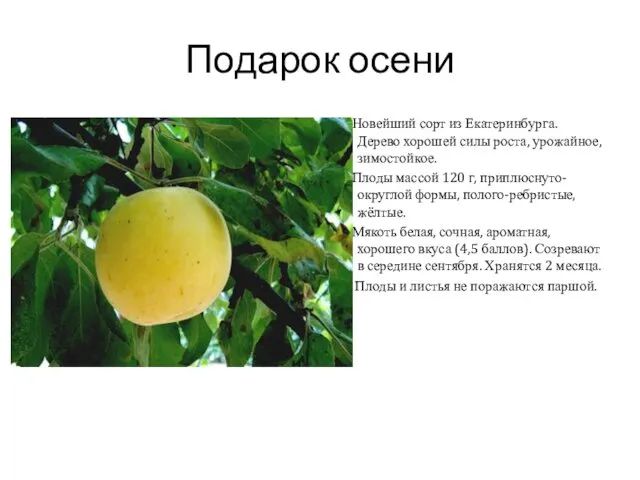 Подарок осени Новейший сорт из Екатеринбурга. Дерево хорошей силы роста, урожайное, зимостойкое. Плоды