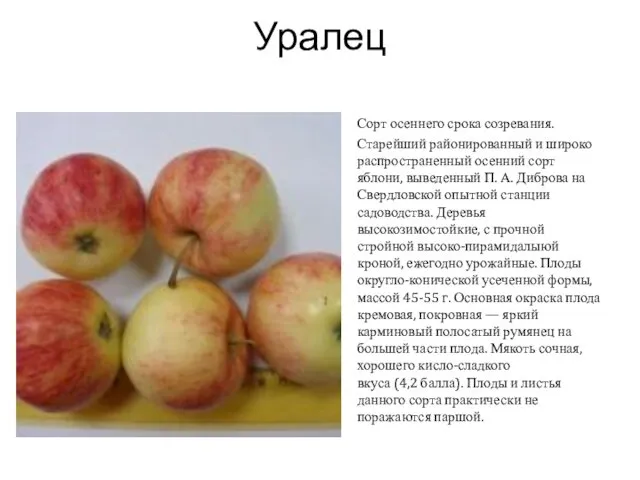 Уралец Сорт осеннего срока созревания. Старейший районированный и широко распространенный осенний сорт яблони,