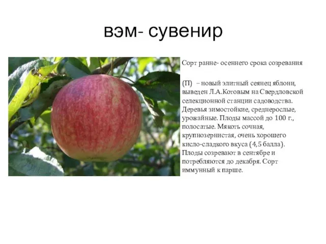 вэм- сувенир Сорт ранне- осеннего срока созревания (П) – новый