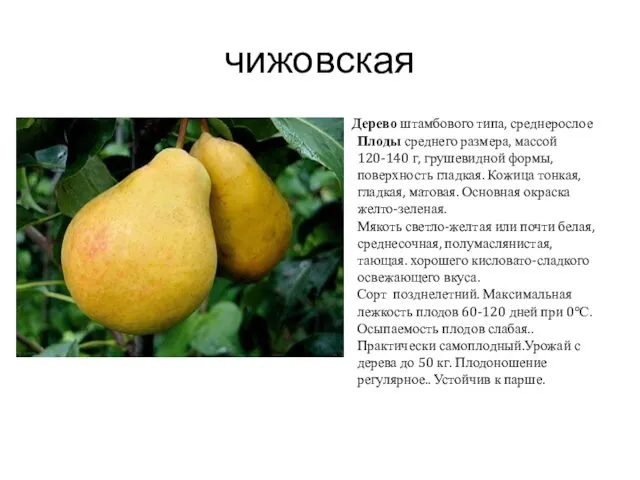 чижовская Дерево штамбового типа, среднерослое Плоды среднего размера, массой 120-140