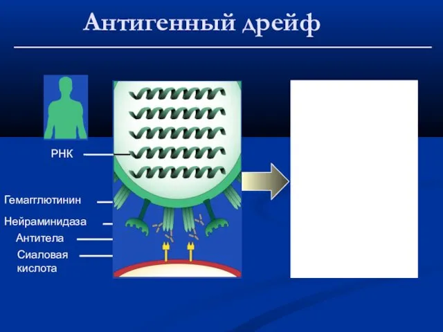 РНК Гемагглютинин Нейраминидаза Антитела Сиаловая кислота Антигенный дрейф