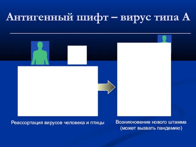 Антигенный шифт – вирус типа A Реассортация вирусов человека и