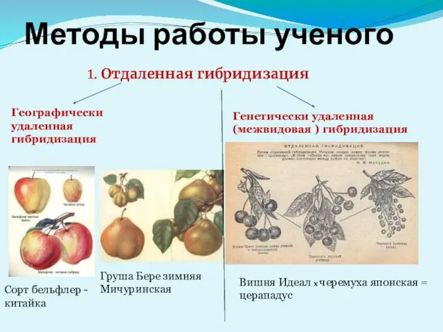 Методы работы ученого 1. Отдаленная гибридизация Географически удаленная гибридизация Генетически