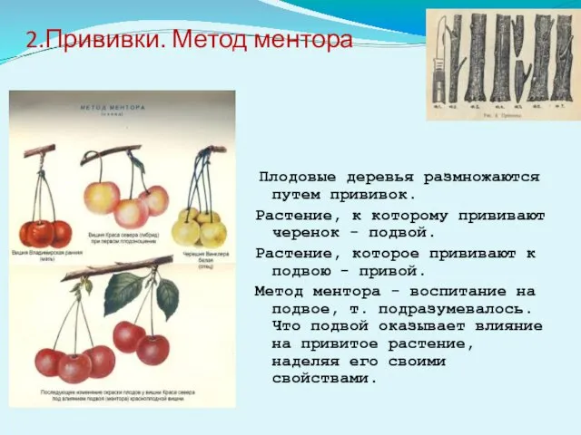 2.Прививки. Метод ментора Плодовые деревья размножаются путем прививок. Растение, к