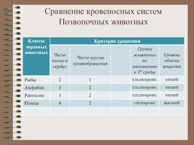 Сравнение кровеносных систем Позвоночных животных