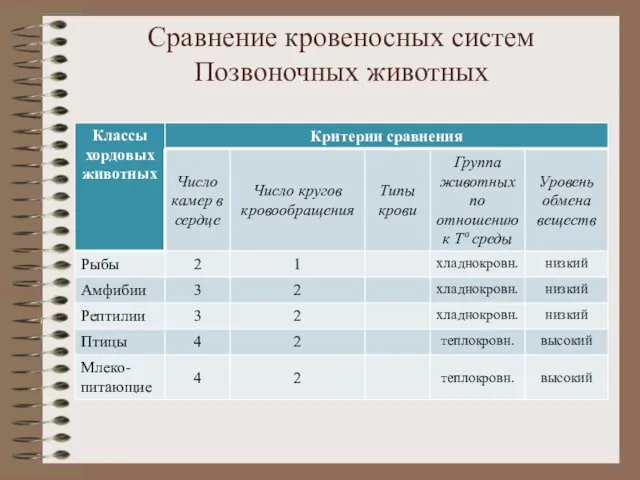 Сравнение кровеносных систем Позвоночных животных