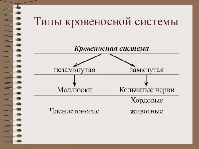 Типы кровеносной системы