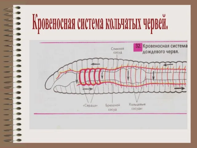 Кровеносная система кольчатых червей.