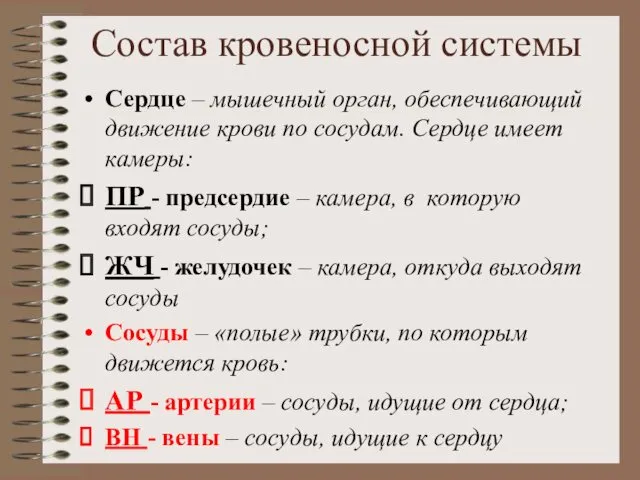 Состав кровеносной системы Сердце – мышечный орган, обеспечивающий движение крови