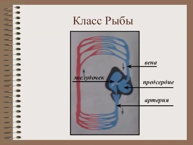 Класс Рыбы желудочек вена предсердие артерия